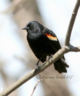 Red-winged Blackbird - Agelaius phoeniceus  A7 #4360