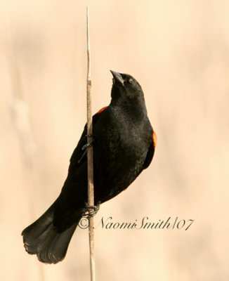 Red-winged Blackbird - Agelaius phoeniceus A7 #4439