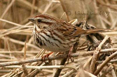 Song Sparrow M7 #4481