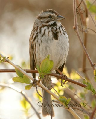 Song Sparrow  M7 #4628