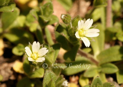 Mouse-ear Chickweed M7 #4676