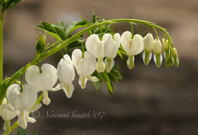 Dicentra spectabilis alba M7 #4762