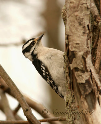 Downy Woodpecker - Picoides pubescens M7 #4882