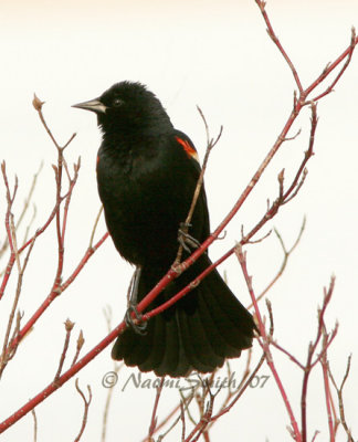 Red-winged Blackbird - Agelaius phoeniceus  M7 #4904
