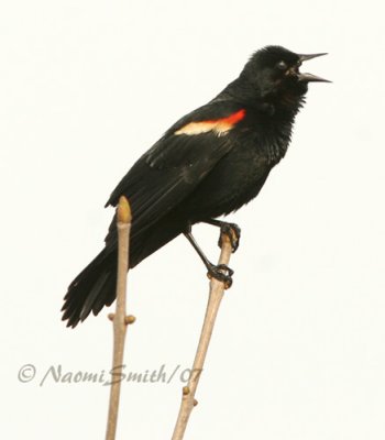 Red-winged Blackbird - Agelaius phoeniceus  M7 #4894