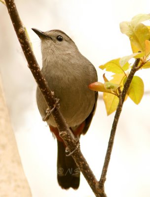 Gray Catbird - Dumetella carolinensis M7 #4974