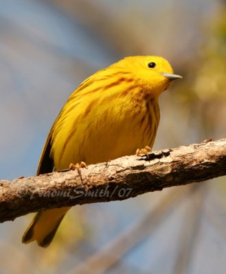 Yellow Warbler (Dendroica petechia)  M7 #5094