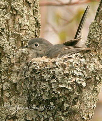 Blue Gray Gnatcatcher M7 #5359