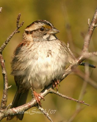 White-throated Sparrow M7 #5549