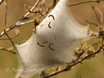 Eastern Tent Caterpillar communal nest M7 #5463
