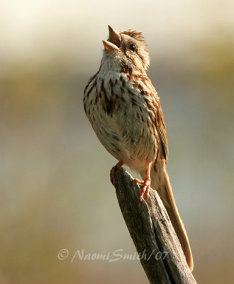 Song Sparrow M7 #5489