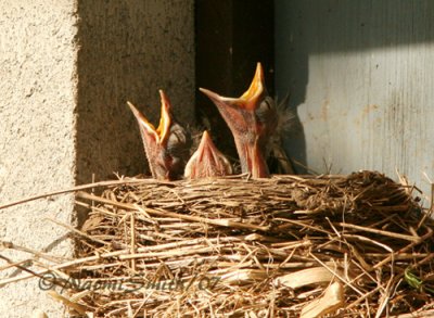 Baby Robins (Turdus migratorius) M7 #5608