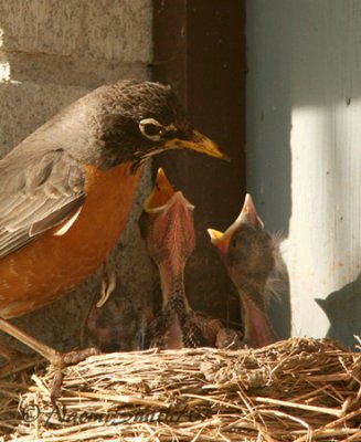 American Robin and Chicks (Turdus migratorius) M7 #5625