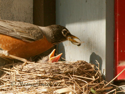 American Robin Removing Fecal sac (Turdus migratorius) M7 #5615