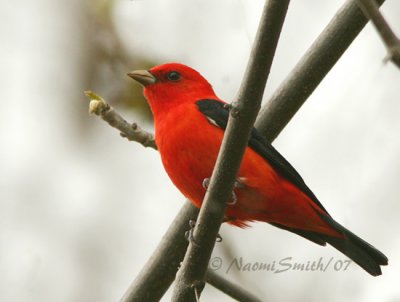 Scarlet Tanager M7 #5705