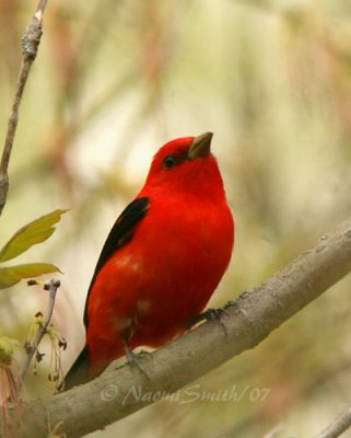 Scarlet Tanager M7 #5690