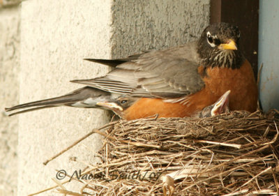 American Robin on nest (Turdus migratorius) M7 #5683