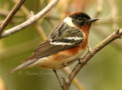 Bay-breasted Warbler M7 #5762