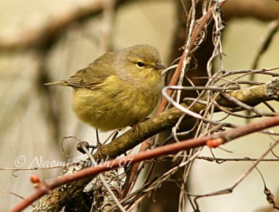 Orange-crowned Warbler M7 #5818