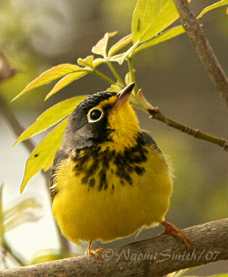 Canada Warbler M7 #5813