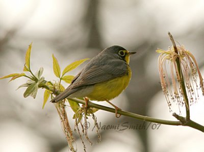 Canada Warbler M7 #5810