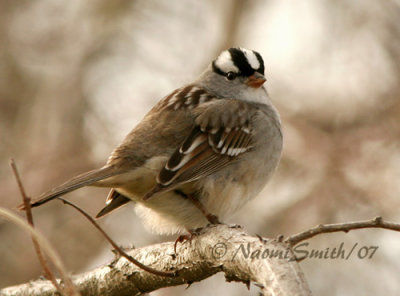 White-crowned Sparrow - Zonotrichia leucophrys M7 #5882