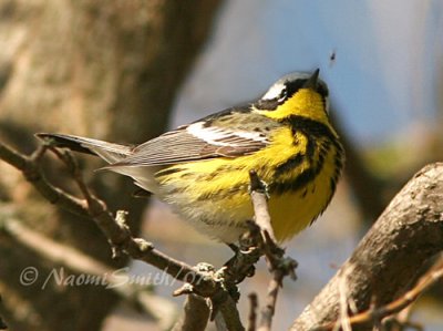 Magnolia Warbler M7 #5991