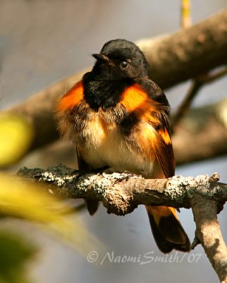 American Redstart M7 #5928