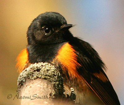 American Redstart M7 #5920