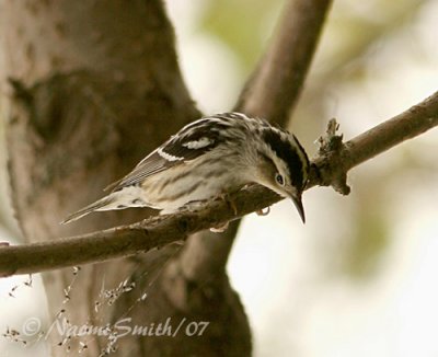 Black and White Warbler M7 #6376