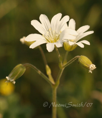 Field Chickweed JN7 #6636