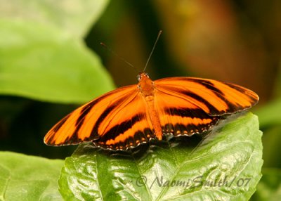 Banded Orange Heliconian -Dryadula phaetusa  JN7 #6847