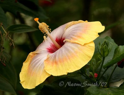 Hibiscus JN7 #6758