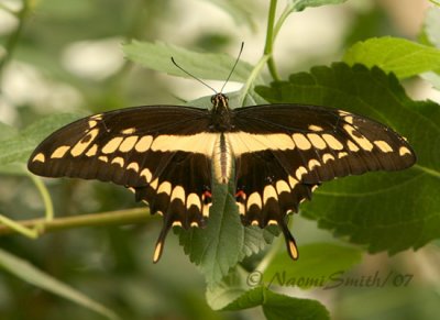 Giant Swallowtail JN7 #6795