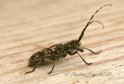 Northeastern Pine Sawyer Monochamus scutellatus JN7 #7048