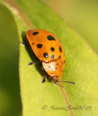 Chelymorpha cassidea-Argus Tortoise Beetle JN7 #7210