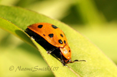 Chelymorpha cassidea-Argus Tortoise Beetle JN7 #7214