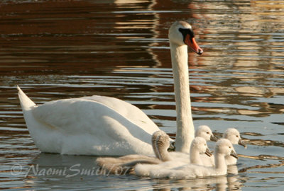 Mute Swan Goslings JN7 #7226