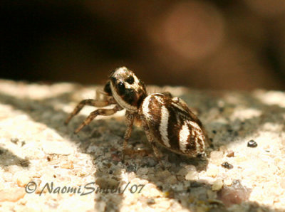 Zebra Spider JN7 #7428