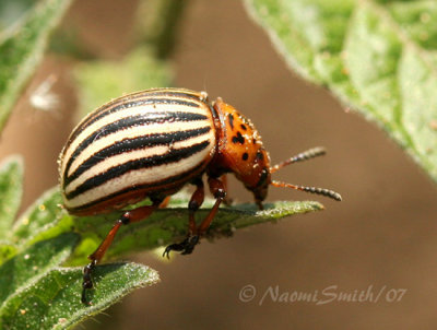 Colorado Potato Beetle JN7 #7296