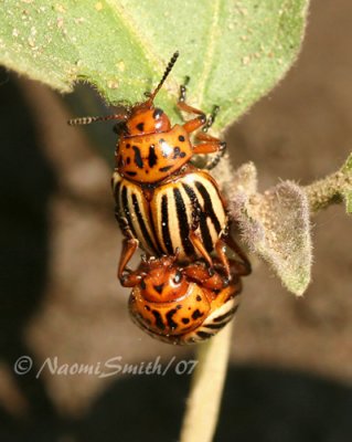Colorado Potato Beetles JN7 #7290