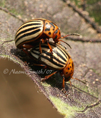 Colorado Potato Beetles JN7 #7298