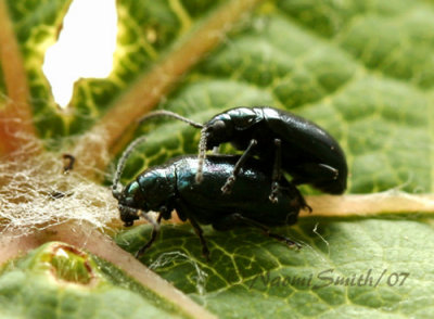 Grape Flea Beetles JN7 #7482