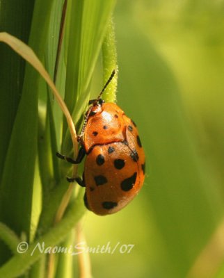 Chelymorpha cassidea-Argus Tortoise Beetle JN7 #7543
