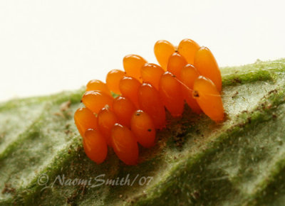 Colorado Potato Beetle ova JN7 #7509