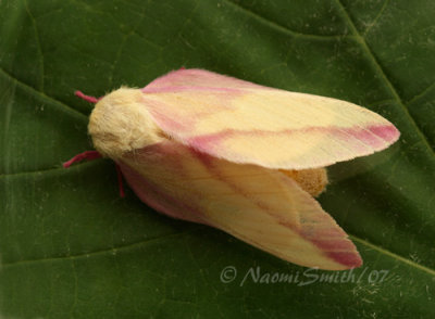 Rosy Maple Moth JN7 #7521