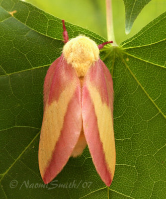 Rosy Maple Moth JN7 #7686