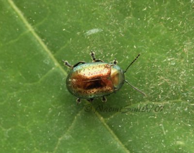 Chrysolina hyperici JN7 #7714