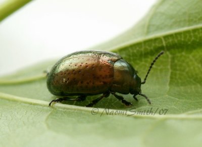 Chrysolina hyperici JN7 #7725