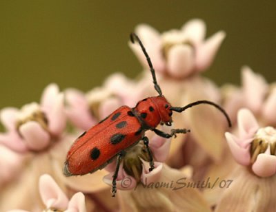 Red Milkweed Beetle JL7 #8146